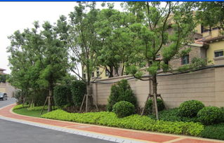 福州園林綠化工程 喬木、花灌木種植設(shè)計與施工要點