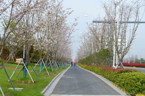 2019年蘇州市園林綠化示范工程 有軌電車1號(hào)線延伸線景觀綠化工程七標(biāo)段建設(shè)紀(jì)實(shí)